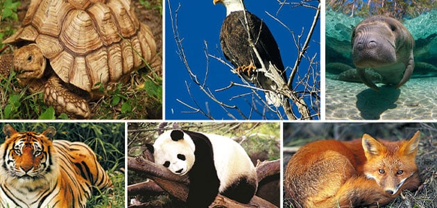 تعبير كتابي عن الحيوانات المهددة بالانقراض