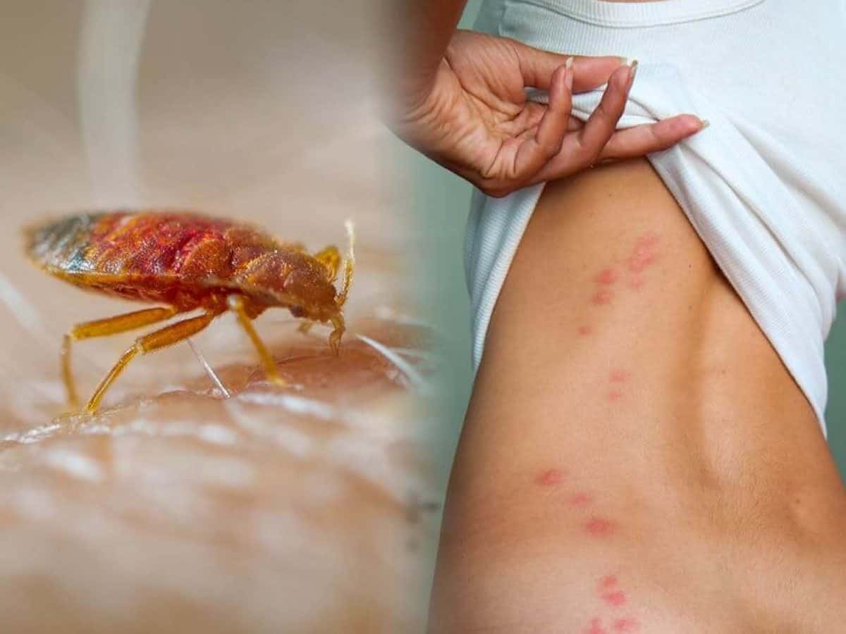 مبيد طبيعي | كيفية التخلص من حشرات الفراش تمامًا