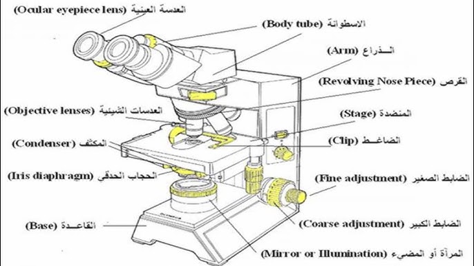 المجهر الضوئي المركب
