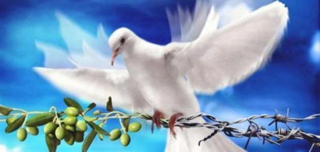 بحث حول السلم