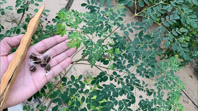 دراسة جدوى زراعة المورينجا بالتفصيل