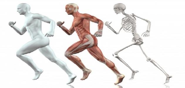 عجائب جسم الإنسان