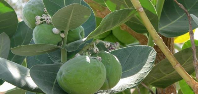 فوائد شجرة العشر للبهاق