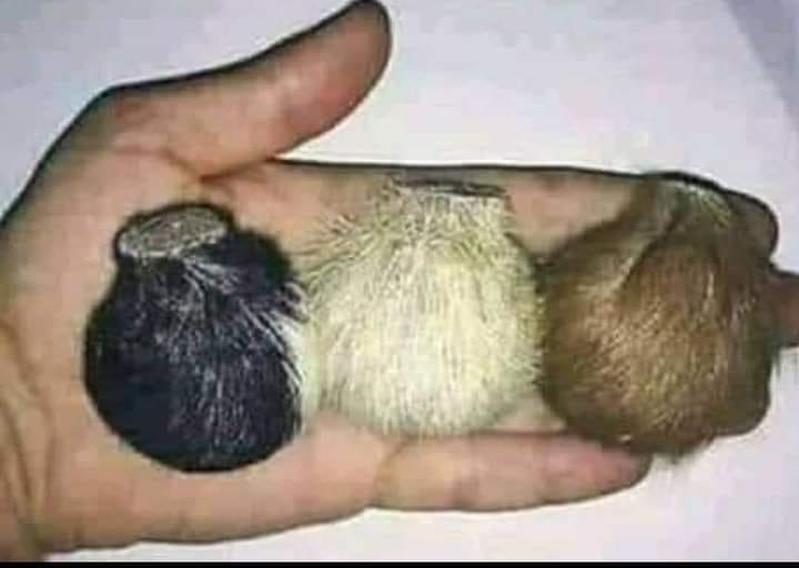 كيف يستخرج المسك من الغزال