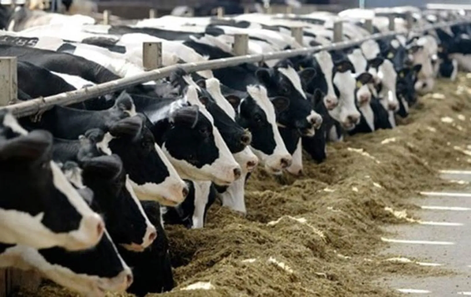 تحصين أكثر من 421 ألف رأس ماشية ضد الحمى القلاعية والوادي المتصدع