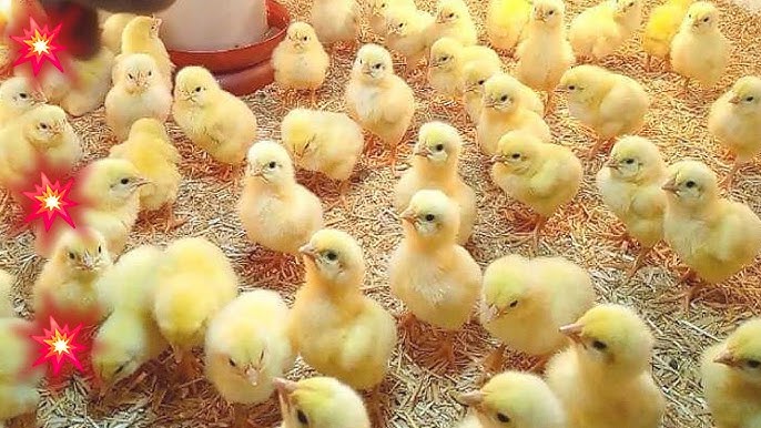 استقرار أسعار الكتاكيت اليوم الجمعة 31 أكتوبر 2025 في الأسواق المحلية