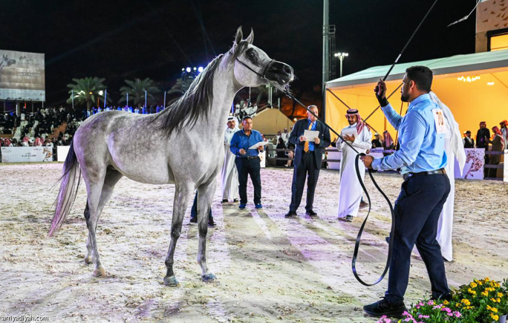 بطولة حائل الدولية لجمال الخيل العربية الأصيلة تشهد إقبالاً جماهيرياً واسعاً في نسختها الرابعة