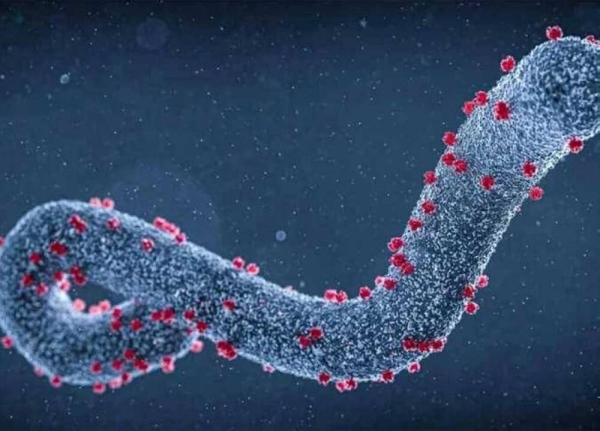 الصحة المصرية تطمئن: لا إصابات بفيروس ماربورج والأوضاع آمنة