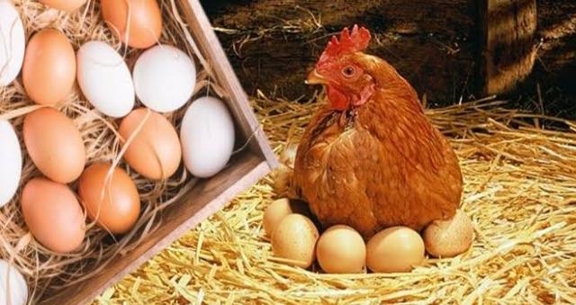 استقرار أسعار الدواجن والبيض في الأسواق المصرية اليوم