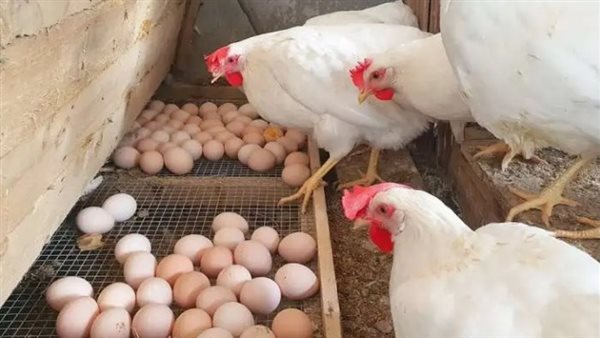 استقرار أسعار الفراخ والبيض في مصر اليوم الاثنين 17 نوفمبر 2025