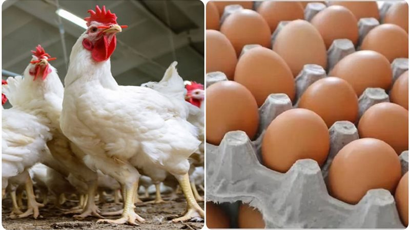 استقرار أسعار الفراخ والبيض في بورصة الدواجن اليوم الأحد 9 نوفمبر 2025