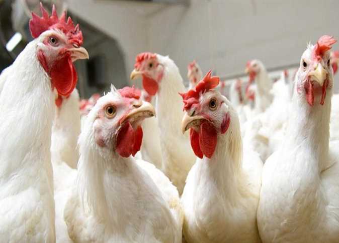 بورصة الدواجن تسجل تراجعًا في أسعار الفراخ البيضاء اليوم الأحد 16 نوفمبر 2025