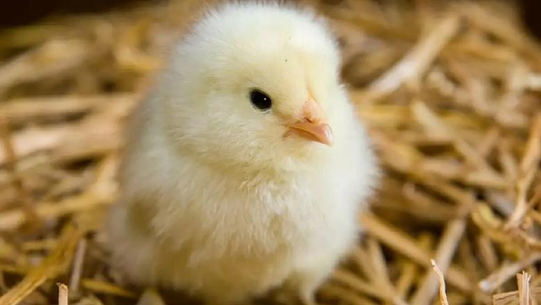 استقرار أسعار البط وتباين أسعار الكتكوت الأبيض في الأسواق المصرية