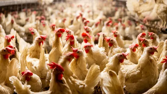 استقرار أسعار الدواجن اليوم الأربعاء 5 نوفمبر 2025 في الأسواق المحلية