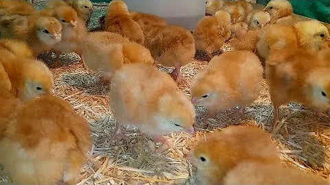 استمرار تراجع أسعار الكتاكيت في مصر السبت 8 نوفمبر 2025