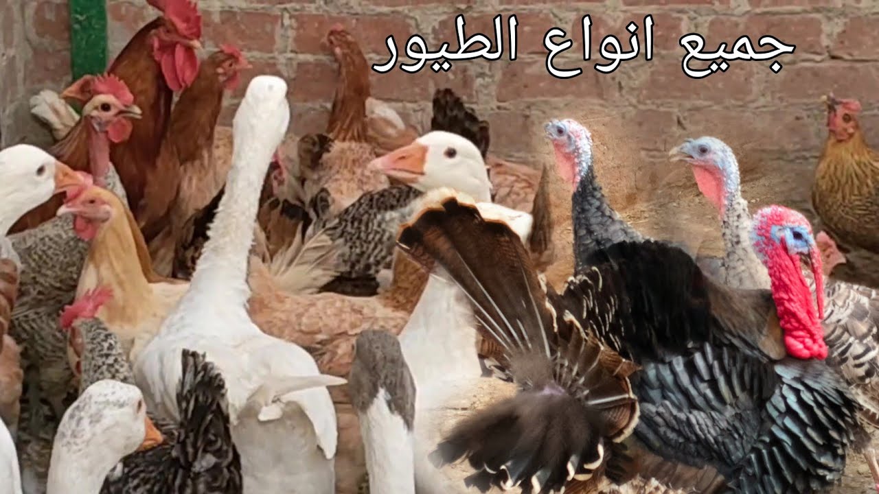 استقرار أسعار الدواجن والبط والرومي والأرانب اليوم الخميس 6 نوفمبر 2025