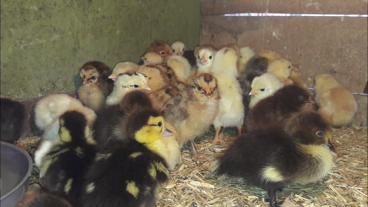 استقرار أسعار الكتكوت والبط صغير العمر في الأسواق المصرية اليوم الأربعاء 12 نوفمبر 2025