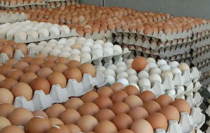 انخفاض أسعار البيض في أسواق كفر الشيخ اليوم الأحد 9 نوفمبر 2025