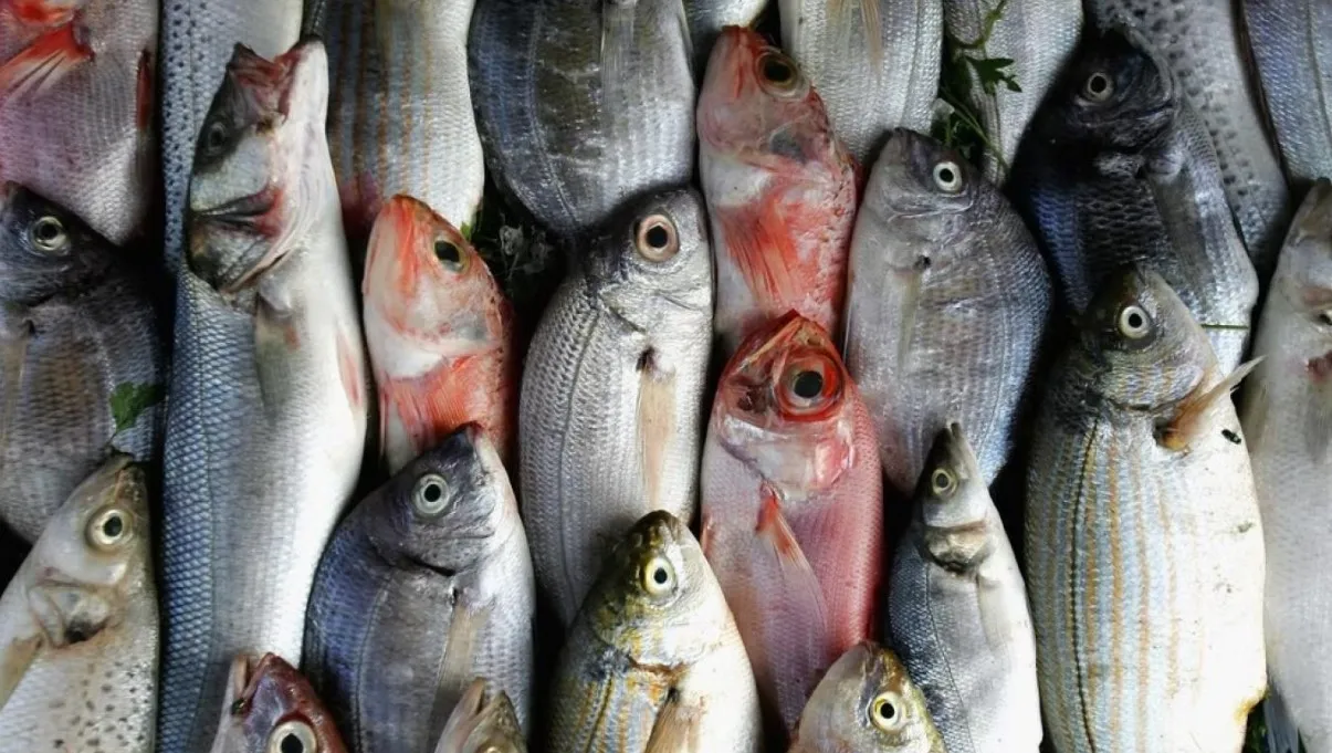 ارتفاع أسعار الأسماك بسوق العبور اليوم الإثنين 3 نوفمبر 2025