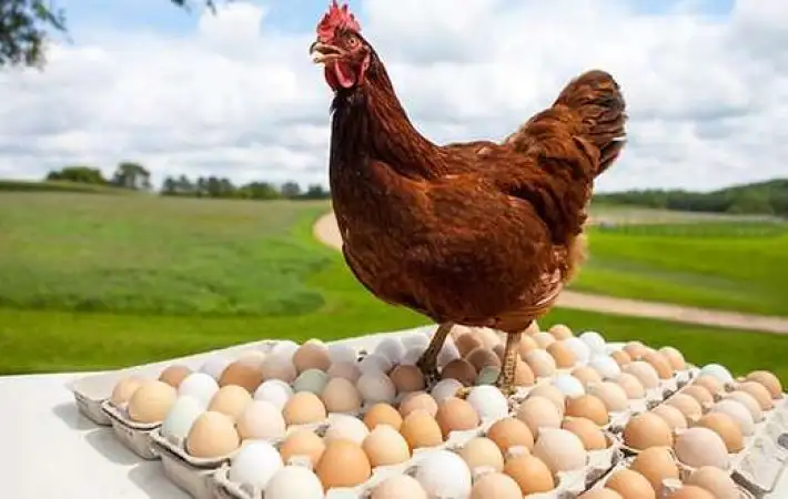 استقرار أسعار الفراخ والبيض في مصر اليوم الأربعاء 12 نوفمبر 2025