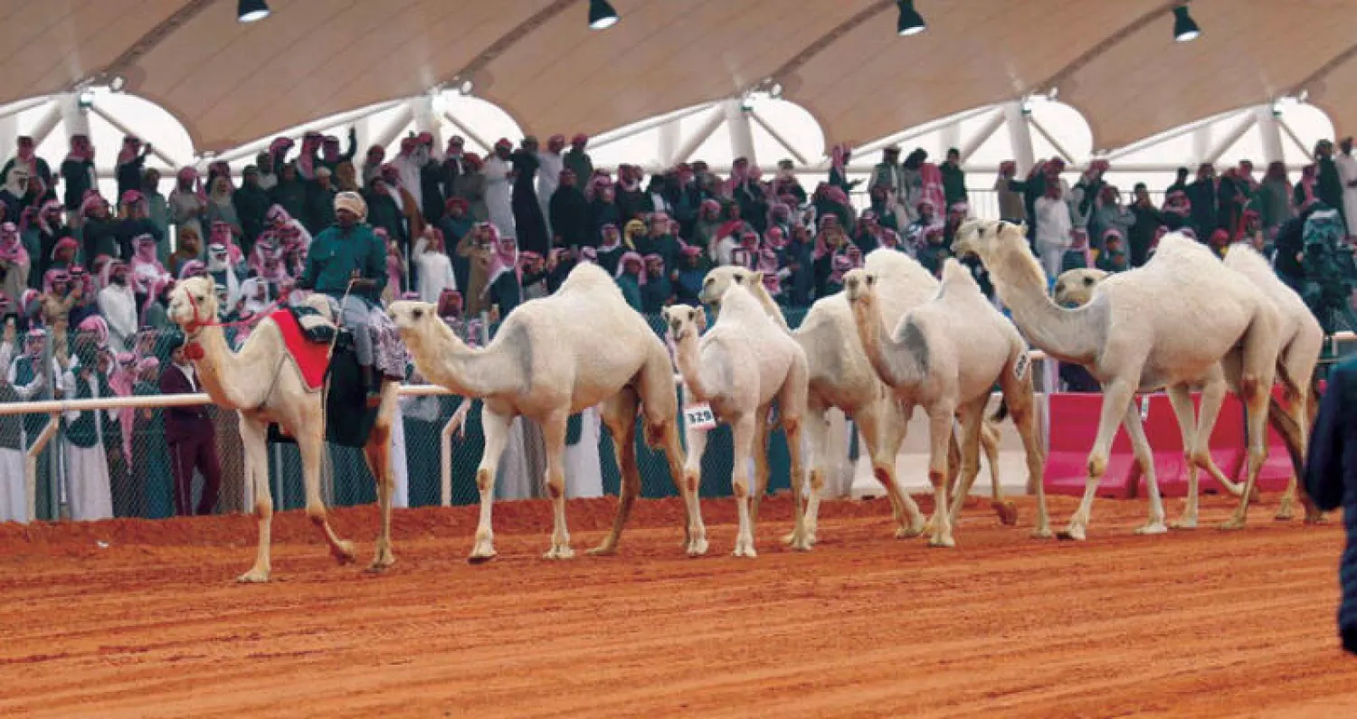 حضور دولي مميز في مهرجان الملك عبدالعزيز للإبل ورجل أعمال صيني يشيد بالمهرجان