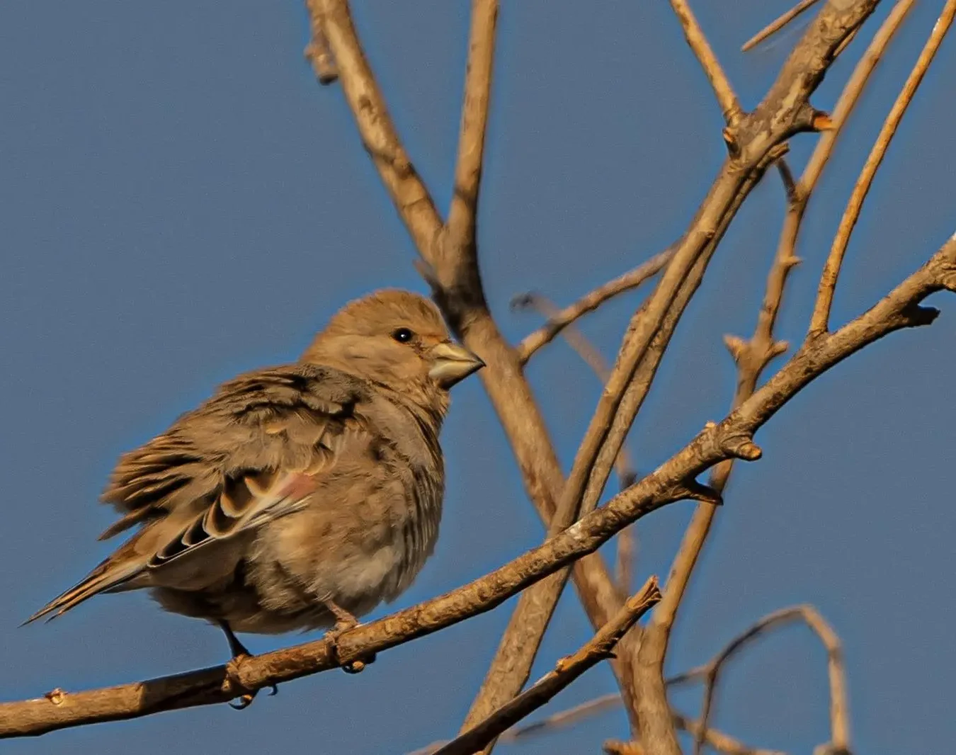 الحدود الشمالية تستقبل طائر الحسون الصحراوي ضمن موسم الهجرة الشتوي