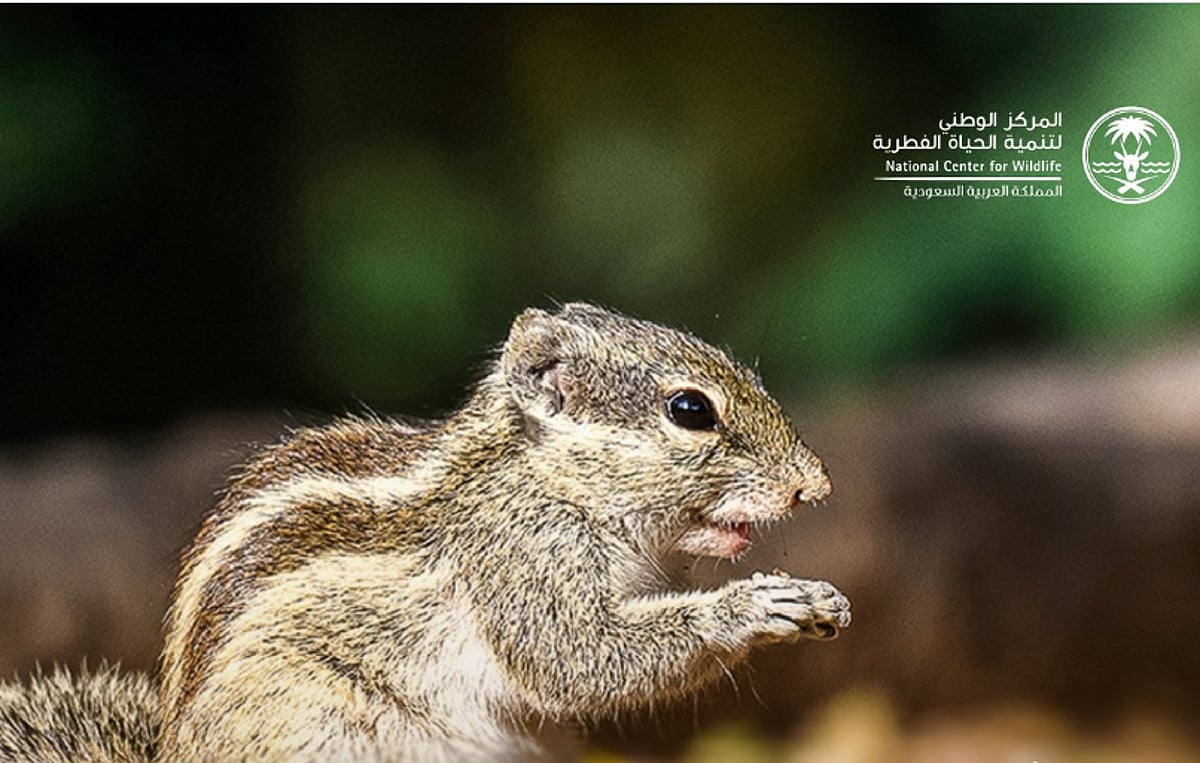 السيطرة على سنجاب النخيل الشمالي الغازي في جدة