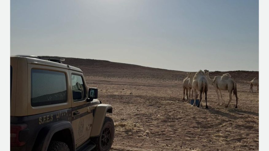 ضبط مواطن لرعي 50 متنًا من الإبل في محمية الملك عبدالعزيز الملكية