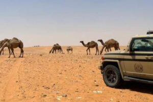 الامن البيئي يضبط مخالفا لرعي الابل في محمية الملك عبدالعزيز الملكية