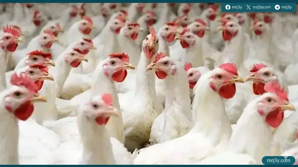 أسعار الدواجن