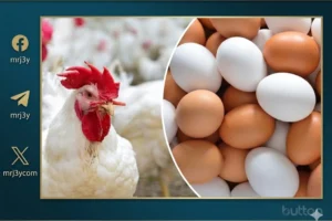  أسعار الدواجن