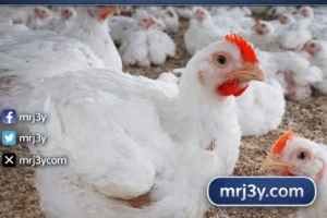 أسعار الدواجن اليوم