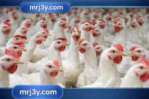 أسعار الدواجن اليوم