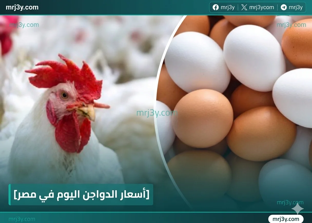 أسعار الدواجن اليوم في مصر 31-3-2026 تراجع الفراخ البيضاء والبيض واستقرار البانيه