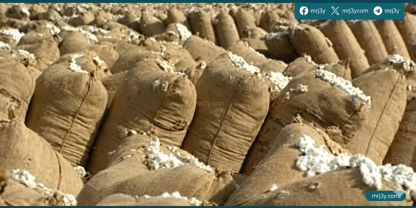 أسعار القطن
