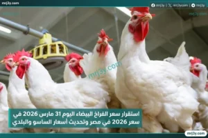 استقرار سعر الفراخ البيضاء اليوم 31 مارس 2026 في مصر وتحديث أسعار الساسو والبلدي