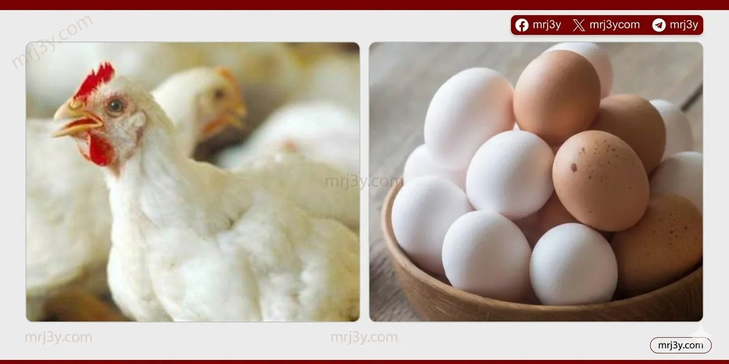 اسعار الدواجن اليوم