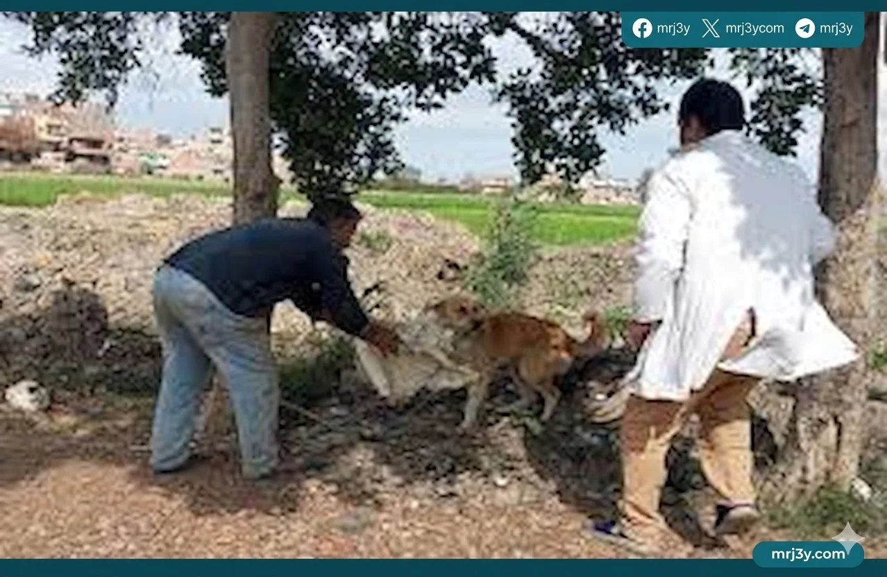 تحصين الكلاب الحرة