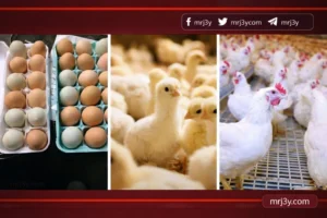 سعر الدواجن اليوم