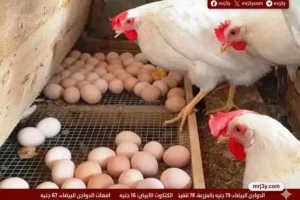 سعر الفراخ البيضاء