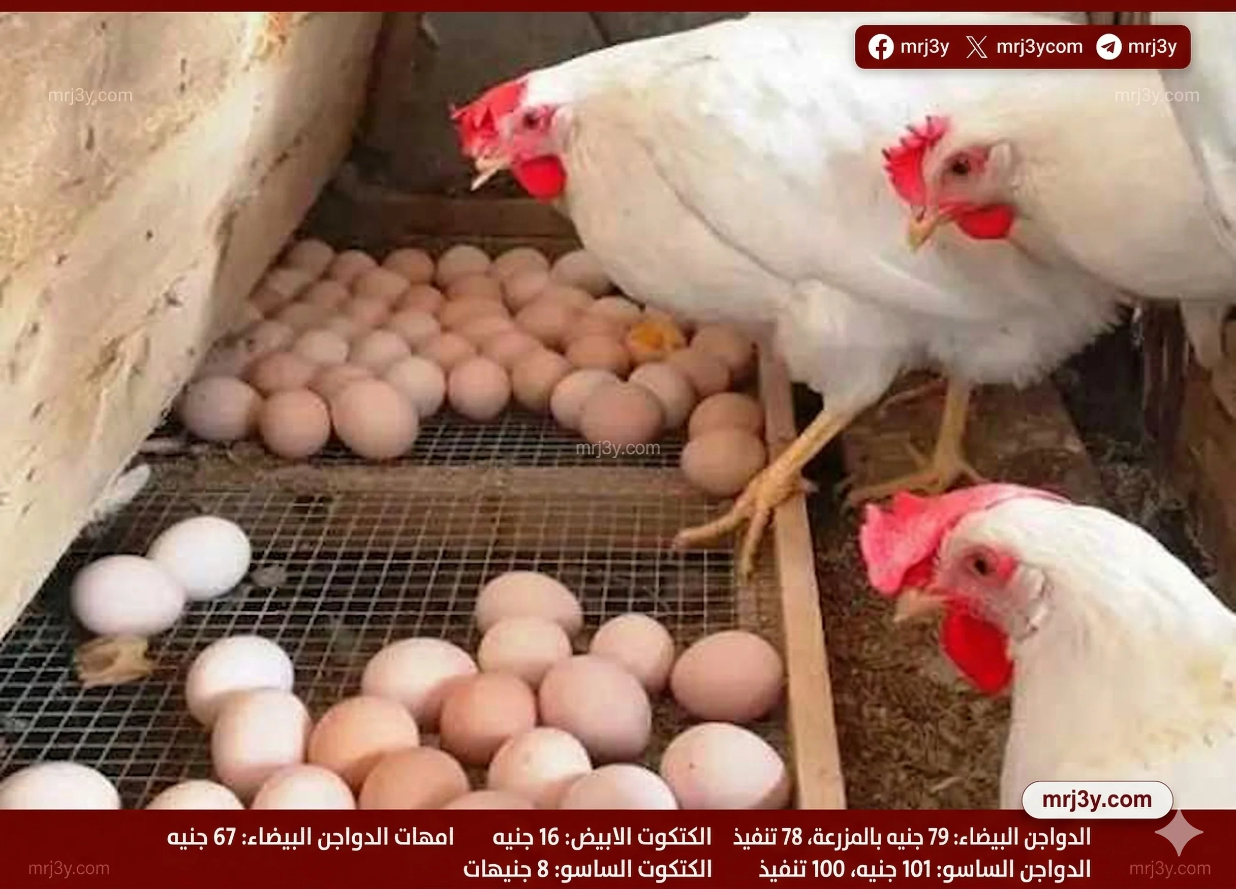 سعر الفراخ البيضاء