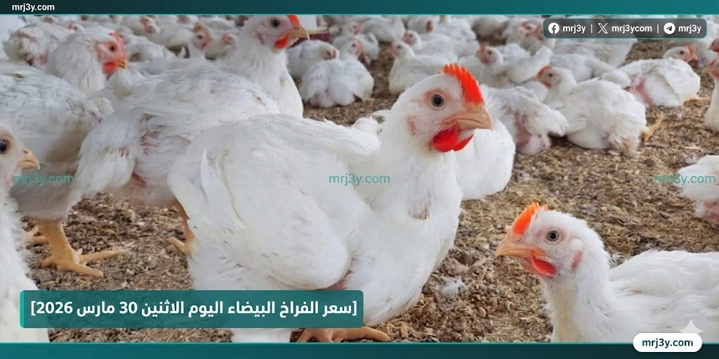 سعر الفراخ اليوم في الأقصر الاثنين 30 مارس 2026 استقرار نسبي واسعار البيض مستقرة