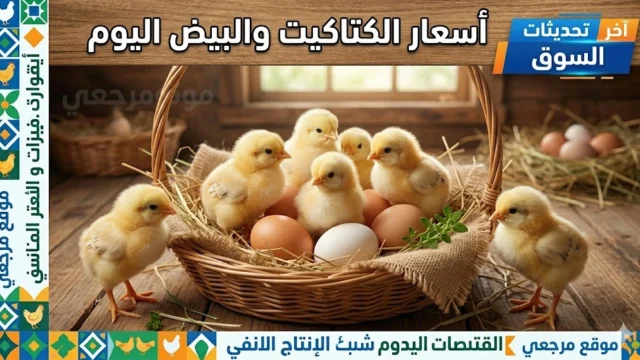 بورصة الدواجن أسعار الكتاكيت اليوم الخميس 30 أبريل 2026 تتحرك بين الطلب المرتفع