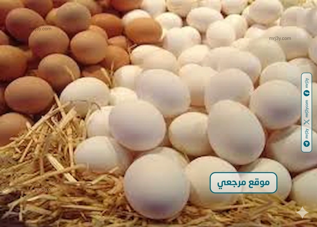 أسعار البيض اليوم