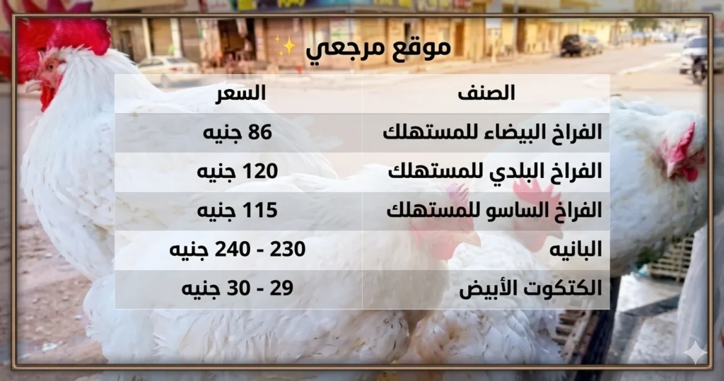 أسعار الدواجن البيضاء اليوم في المزارع والأسواق للمستهلك مباشرة