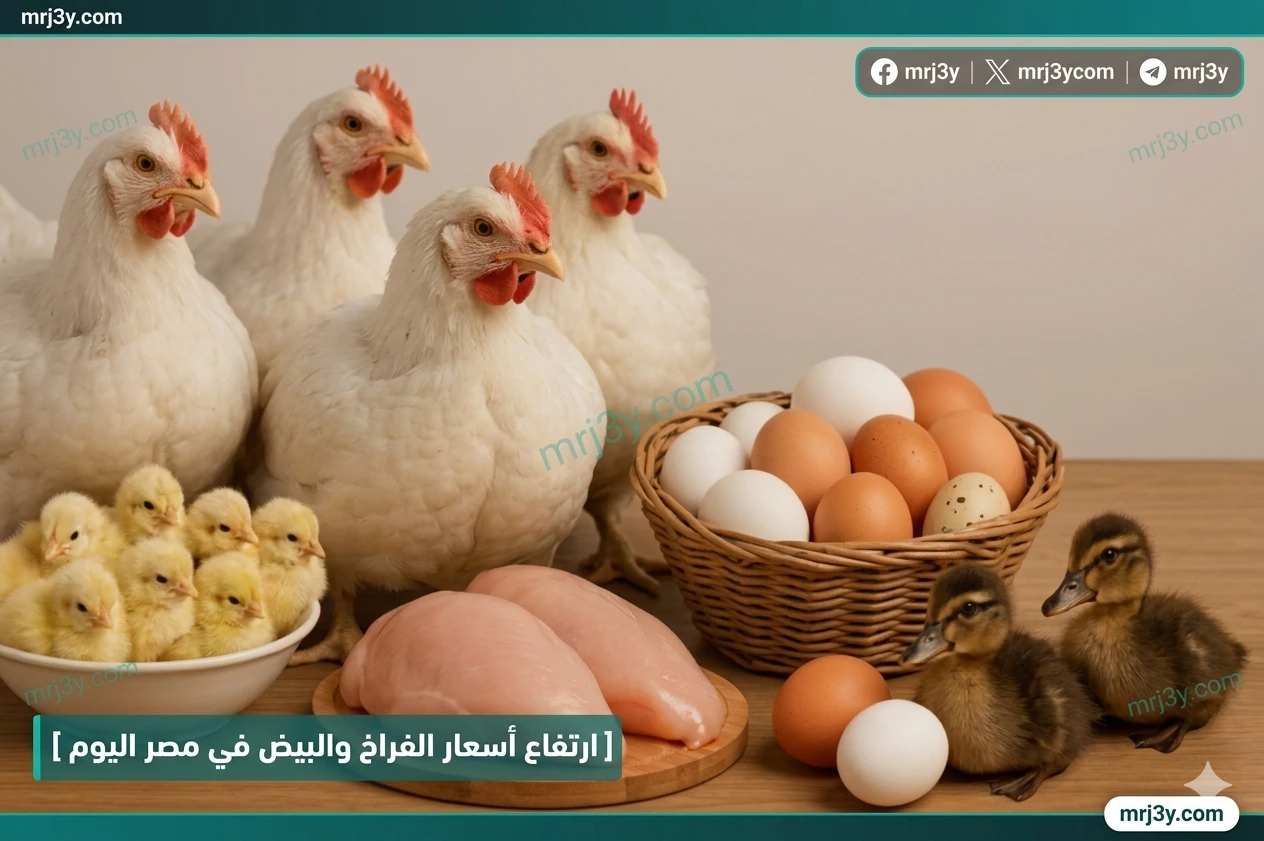 أسعار الدواجن اليوم