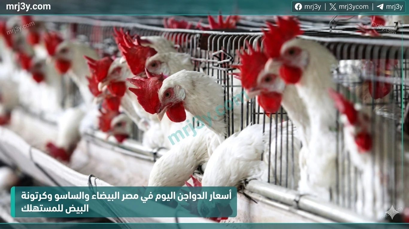 أسعار الدواجن اليوم