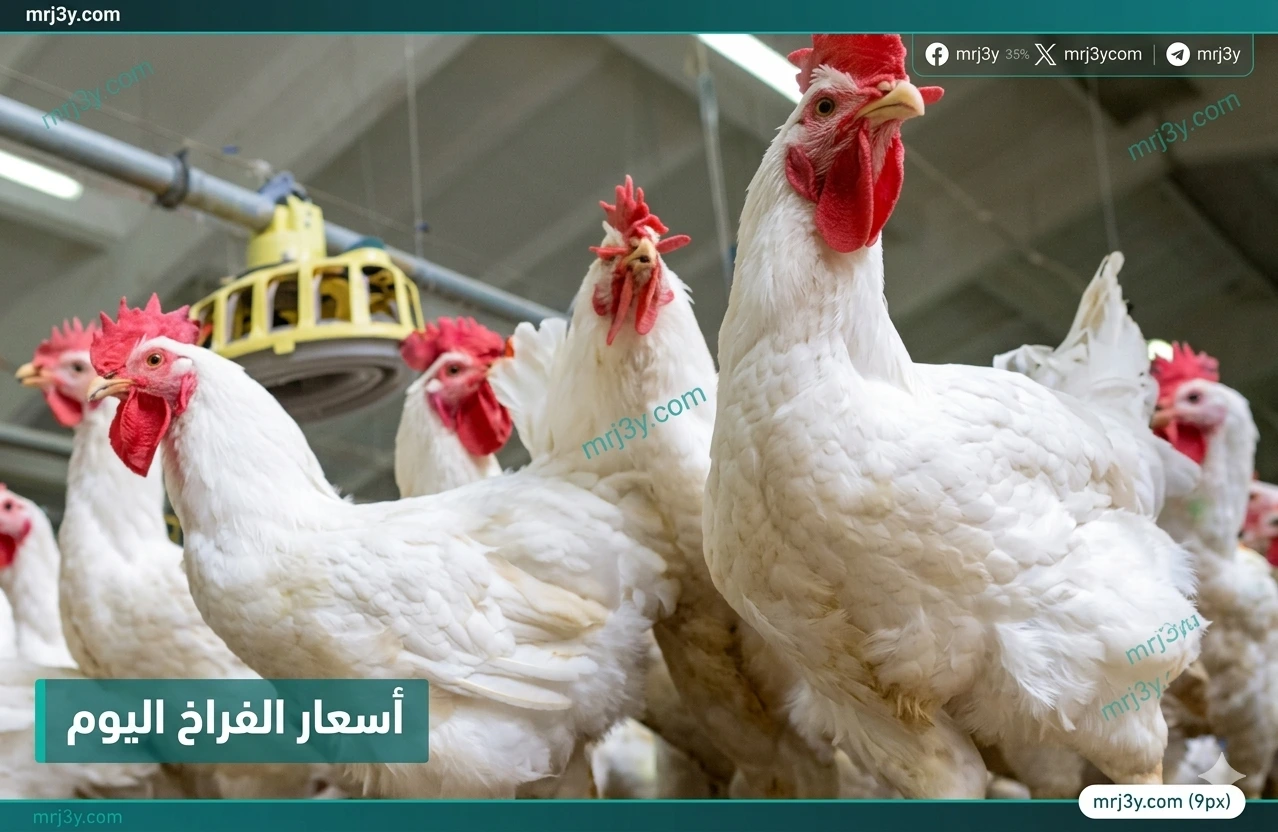 أسعار الدواجن اليوم