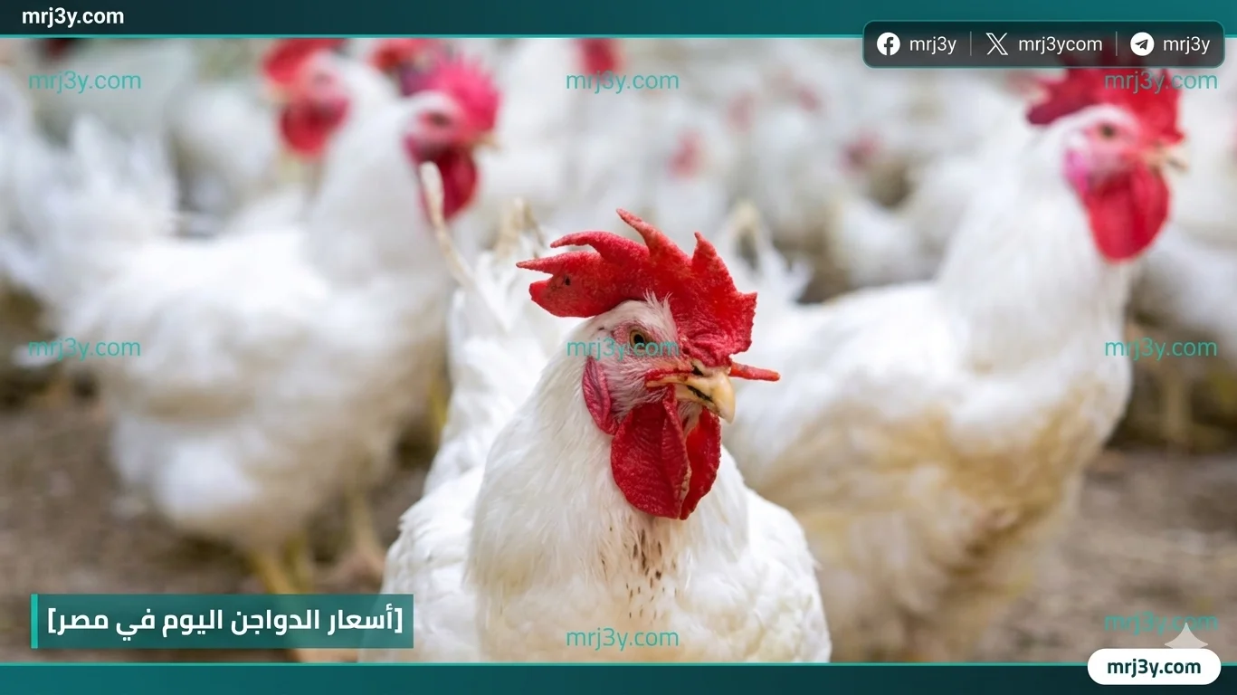أسعار الدواجن اليوم