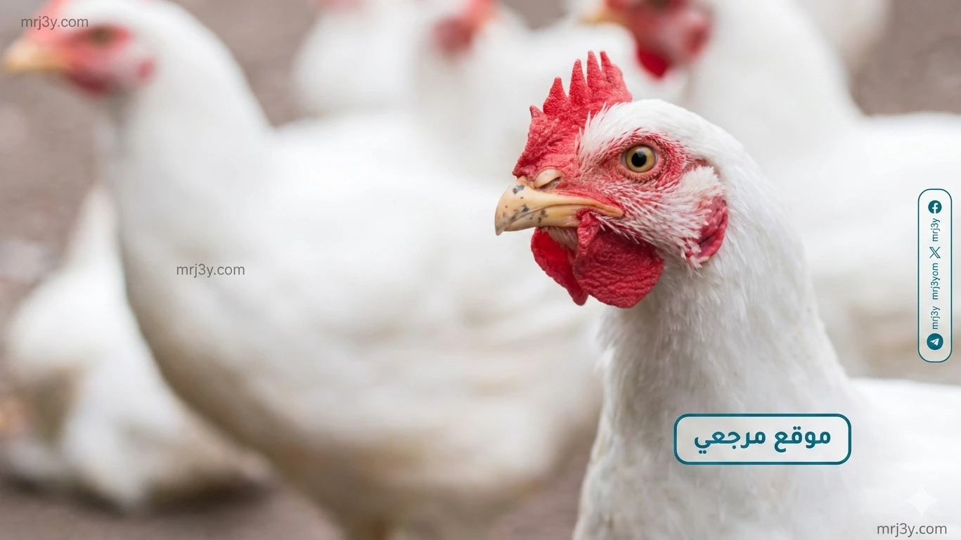 أسعار الدواجن اليوم في مصر